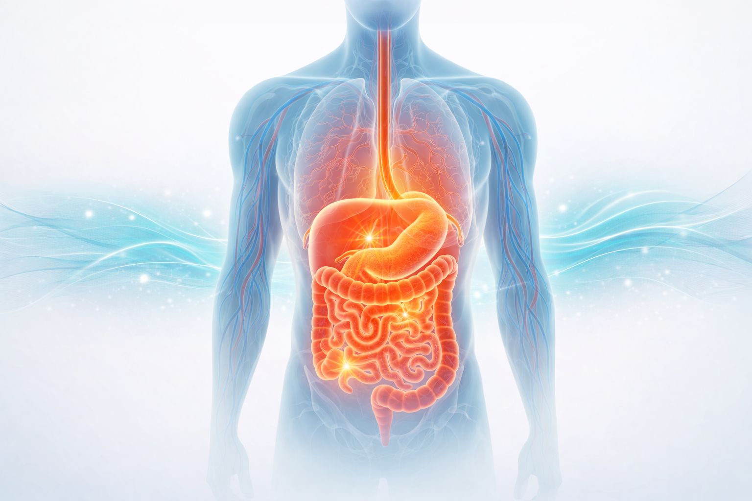 Sistema digestivo y visceral